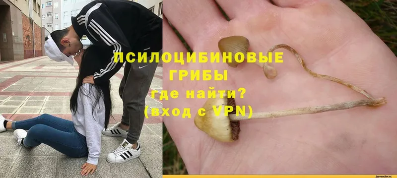 Галлюциногенные грибы Psilocybe  Вяземский 